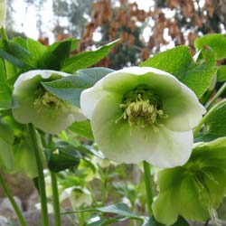 Lenten Rose